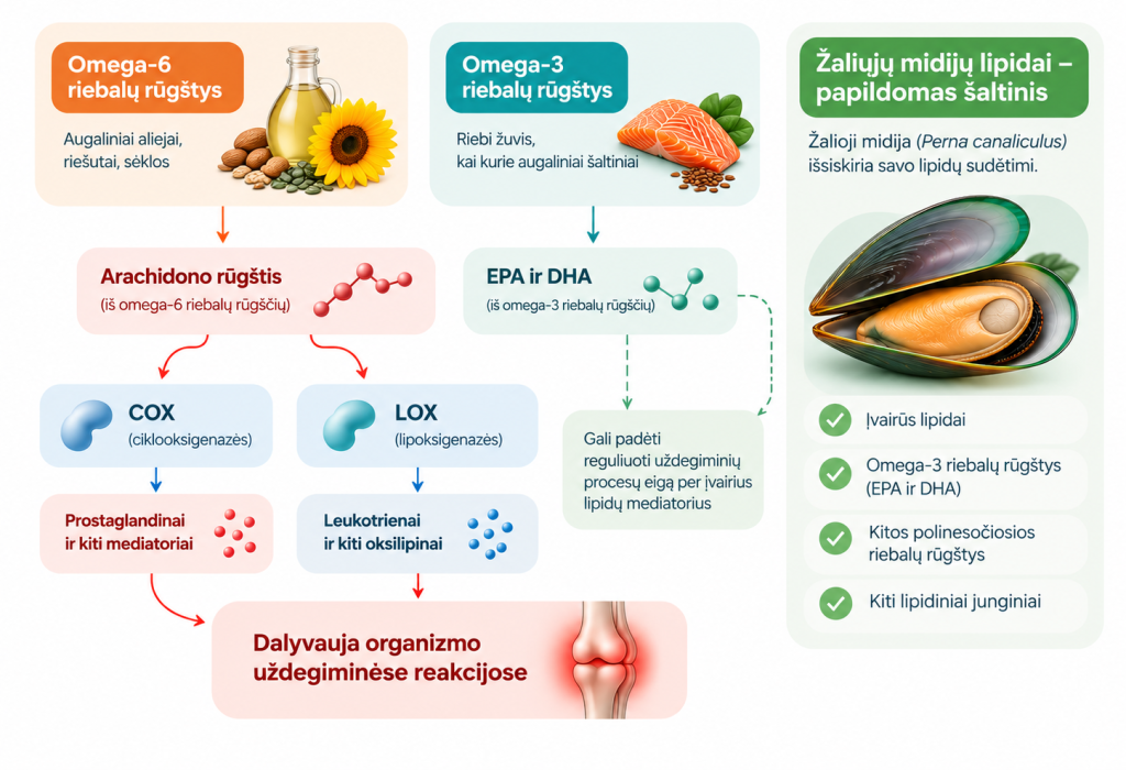 Arachidono rūgštis – tai omega-6 riebalų rūgštis, natūraliai esanti ląstelių membranose.